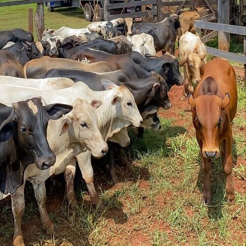 Sapi Farm BUMDES | Bangeran